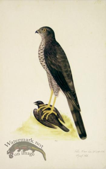 180 Swedish Birds . Falco Nisus.Sparrow Hawk.Male